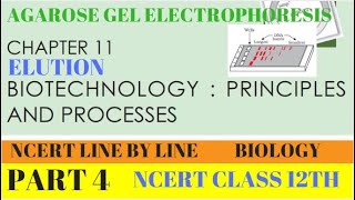 PART4 AGAROSE GEL ELECTROPHORESISBIOTECHNOLOGY PRINCIPLES AND PROCESSESCHAPTER 11 CLASS 12 BIO [upl. by Nimzay]