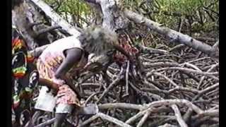 Gathering Food in the Mangroves of Arnhem Land [upl. by Neeron4]