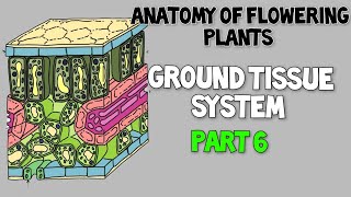 Ground tissue system ll CortexPericyclepith ll Anatomy of flowering plants [upl. by Noslrac]