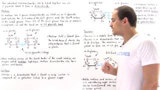 Disaccharides Maltose Lactose and Sucrose [upl. by Blanca]