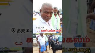 Goat market karimangalam tn24sakthivlogs [upl. by Hach]