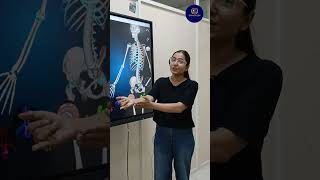 Bones of forelimbs  Locomotion and movement  class 11 By Dr Priyanka anatomytrains bones [upl. by Avra]