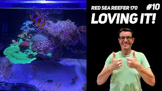 Red Sea Reefer 170 Floating Aquascape 30 months old [upl. by Kennie]