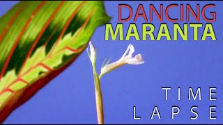 Dancing Maranta Prayer Plant  Time Lapse [upl. by Nythsa]