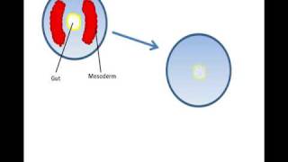 Lecture 15 Formation of a coelom [upl. by Ellehcan]