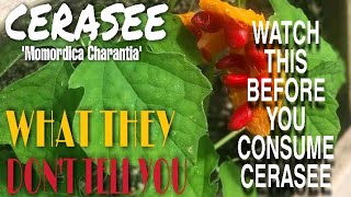 WATCH THIS VIDEO BEFORE CONSUMING CERASEE  COUNTLESS HEALTH BENEFITS OF USING CERASEE  BUSH TEA [upl. by Fia]