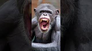 CHIMPS Launch VICIOUS Attack on Innocent Man Over a BIRTHDAY CAKE 🐒🎂😱 shorts [upl. by Lanford]