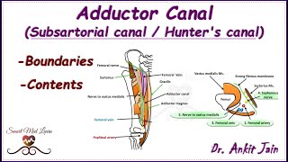 Adductor canal Subsartorial  Hunters canal Anatomy Simplified Features Boundaries amp Contents [upl. by Acenes60]