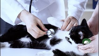 PyrethrinPyrethroid Poisoning in Cats [upl. by Imit695]