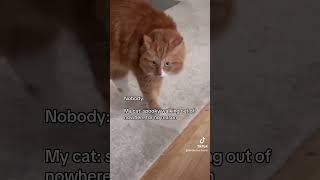 What’s going on in his little cat head 😹 cat cats catsofyoutube funnycats funny funnyanimals [upl. by Hallee]