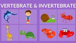 Vertebrate and Invertebrate animals  Video for Kids [upl. by Buote527]