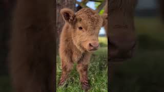 Cute baby Cow 🐮❤️YourGallery reelsviralシ shortsreels shortsviral reelschallenge babycow cow [upl. by Mellitz345]