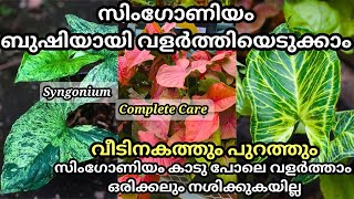 സിംഗോണിയം കാട് പോലെ വളർത്താം ഇങ്ങനെ ചെയ്താൽ Syngonium Plant Complete Care  Tips to grow bushy plant [upl. by Clayborn896]