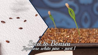 Seed to Bonsai Japanese white pine Pinus Pentaphylla 1 [upl. by Mcripley]