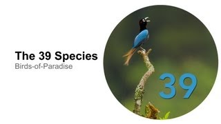 The 39 Species [upl. by Anoed]