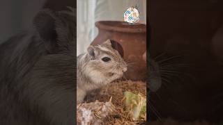 Gerbil Hamster நமக்கு சோறு தான் முக்கியம் mrnmrsexoticpets vjsiddhuvlogs hamsters trending [upl. by Layne]