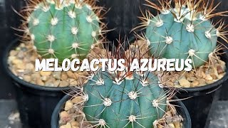 Melocactus Azureus Guia Completo Deste Cacto [upl. by Boffa]