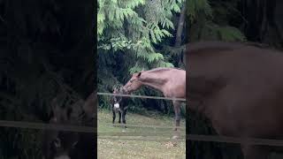 Best Friend Duo Mini Donkey and Horse Play Together  1521601 [upl. by Scheers]