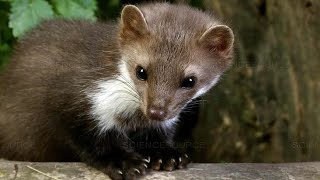 Interesting facts about the stone marten 🦛 [upl. by Ross412]