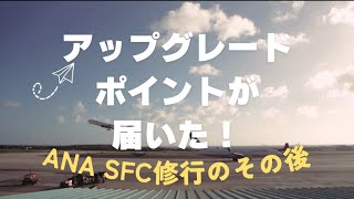 【SFC修行】ANAアップグレードポイントが届いた！使い道は？？ [upl. by Euqinna]