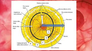 Embriología del Ojo parte 4 Retina [upl. by Eelrahs531]