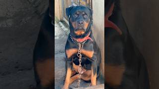 Big Rottweiler stronger kgfchapter2 bgm malayalam rocky [upl. by Marianna]