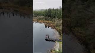 Ireland  Fermanagh  Doon Forest in December 🌧️🍃 dji djimini4pro ireland drone [upl. by Anialed]