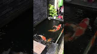 Kolam koi minimalis hobykoi koi ikankoiindonesia koifish kolamkoijernih kolamikankoiindah [upl. by Bret638]