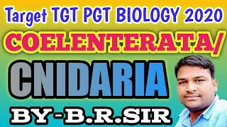 Coelenterata or cnidaria full lecture  Uptgt pgt biology classes  character of coelenterata [upl. by Donadee]