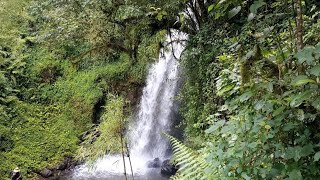 NJIGARI FOREST  Aberdare National Park [upl. by Asserac]