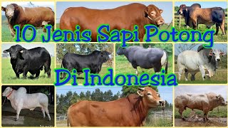 Jenisjenis sapi potong di Indonesia [upl. by Annej]