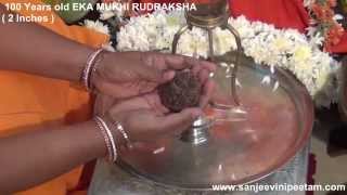 100 YEARS OLD EKA MUKHI Rudraksha 26 7 2014 2 Inches Eswara Dandakam  Hanuman Mathaji [upl. by Dualc]