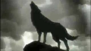 Angel of Darkness  Tsume AMV Wolfs Rain [upl. by Aridan904]