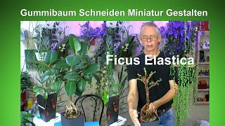 Gummibaum Rückschnitt Einkürzen Pflegen Gestalten und Düngen Ficus Elastica Bonsai [upl. by Ahsined]