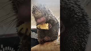 PrehensileTailed Porcupine Munches Corn [upl. by Danyette]