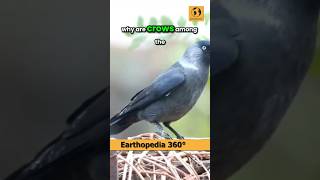 Why crow is called Einstein of birds crows intelligentbirds [upl. by Gefell]