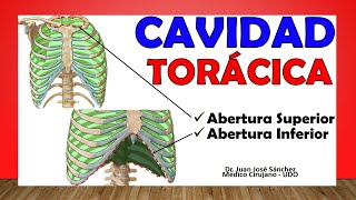 🥇 CAVIDAD TORÁCICA Tórax Óseo ¡Fácil Explicación [upl. by Blodget]