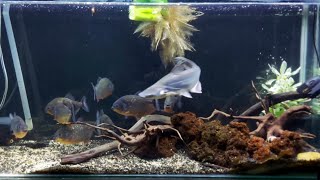 Piranhas vs Freshwater Ir Shark LIVE Feeding Frenzy [upl. by Naesal235]