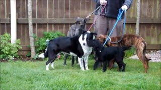 Border Collie Lurcher Terrier  Home Grown Veg Dog Show No1 [upl. by Anitneuq]