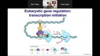 Webinar 12 Transcriptional and postranscriptional regulation of gene expression [upl. by Eerdna698]