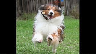 BEST Shetland Sheepdog 🤣 Funny Videos Of All Time [upl. by Jak]