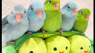 5 peas in a pod  Parrotlets 5 weeks old [upl. by Windham]