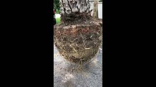 Sylvester Palm Root Ball ImportanceThe Tree PlantersPlanted and Guaranteed50 Years Experience [upl. by Imogene]