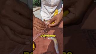 केला गलने से बचाने की Pro Trick  “STOP BANANA ROTquot shorts experiment slug schoolexperiment [upl. by Lyrej369]