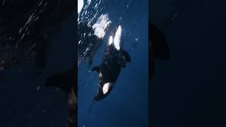 Free divers surrounded by orcas  killer whales and sharks shark orca swimming freediving [upl. by Elletsyrk]