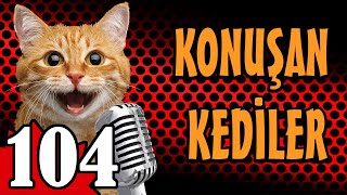 Konuşan Kediler 104  En Komik Kedi Videoları [upl. by Fredel302]