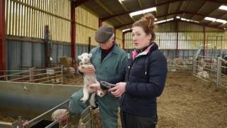 How to castrate a lamb  Lamlac [upl. by Nomad212]