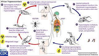 Trypanosomaiasis African life cycle [upl. by Joyce]