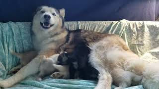 Pomsky puppies at the milk bar [upl. by Adnirb]