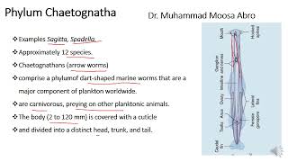 Phylum Chaetognatha [upl. by Eiaj]